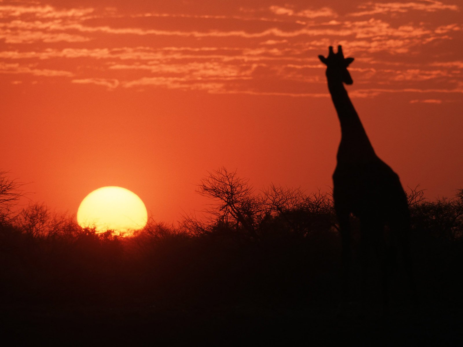 Download Orange (Color) Sun Sunset Animal Giraffe Wallpaper
