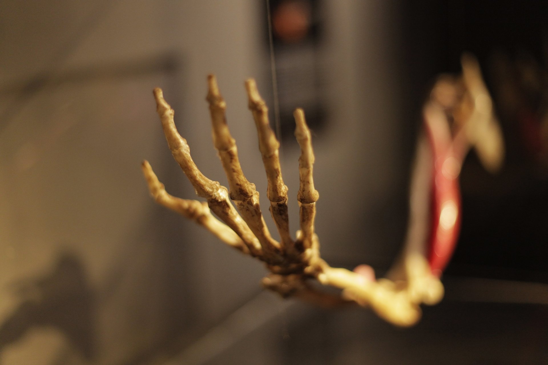 Download Dark Skeleton 4k Ultra HD Wallpaper