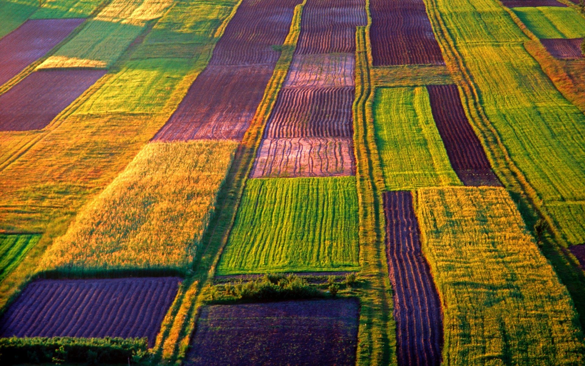 Organic Farm In Poland