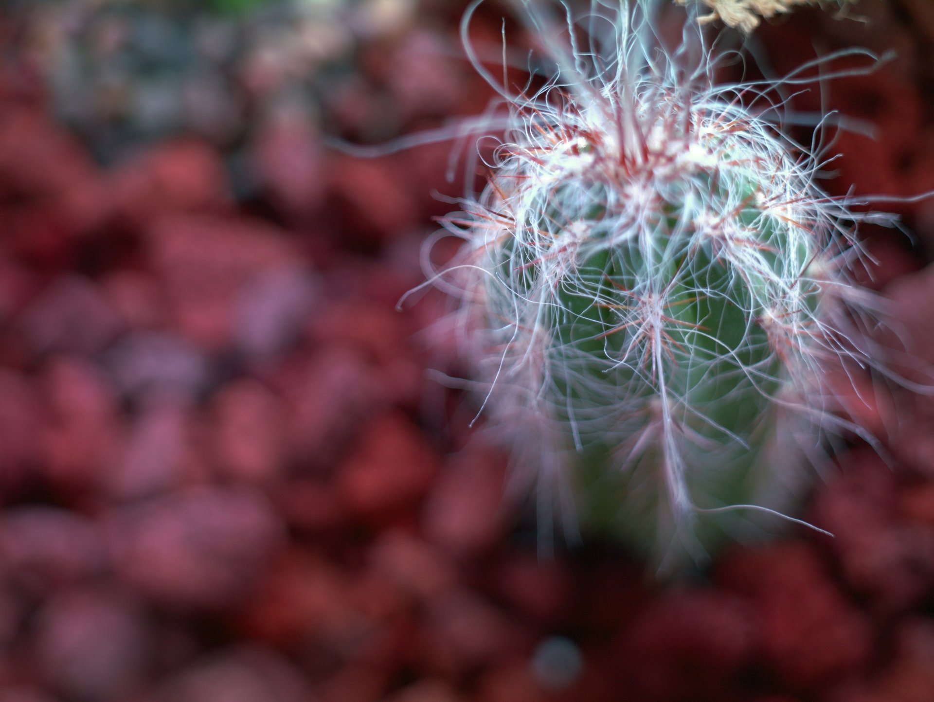 Download Nature Cactus 4k Ultra HD Wallpaper