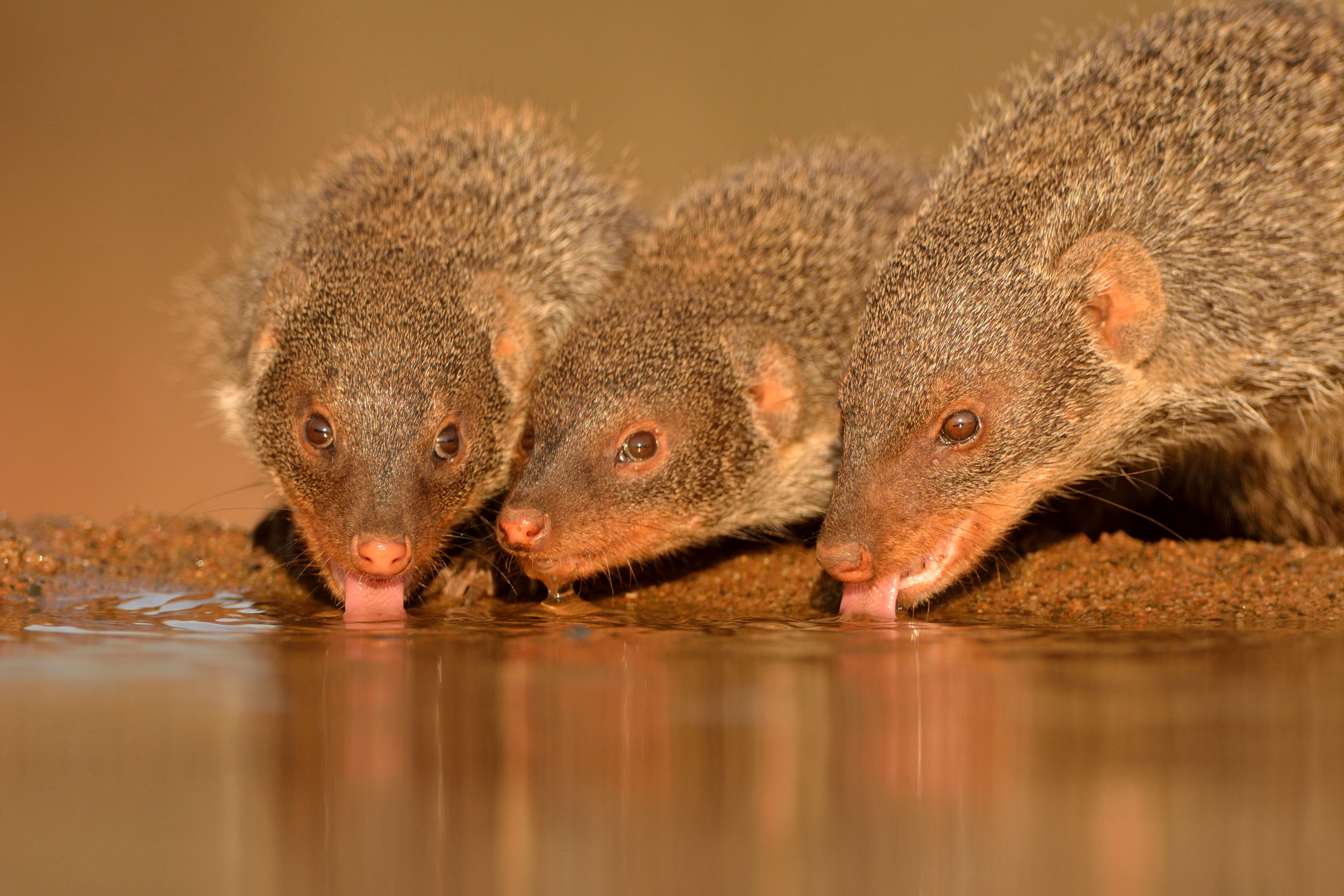 10+ Mongoose HD Wallpapers and Backgrounds