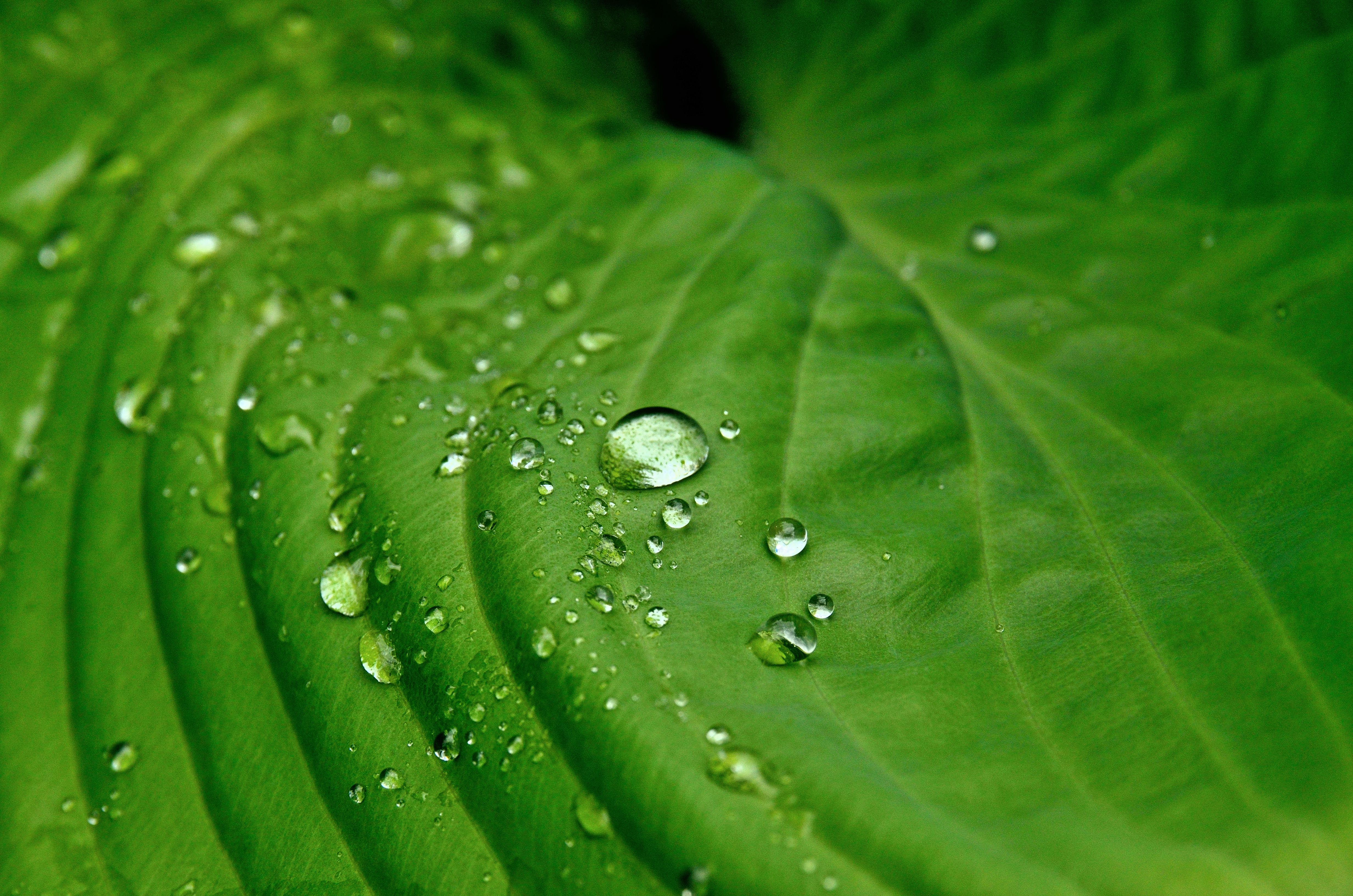 Download Nature Green Leaf Water Drop 4k Ultra HD Wallpaper