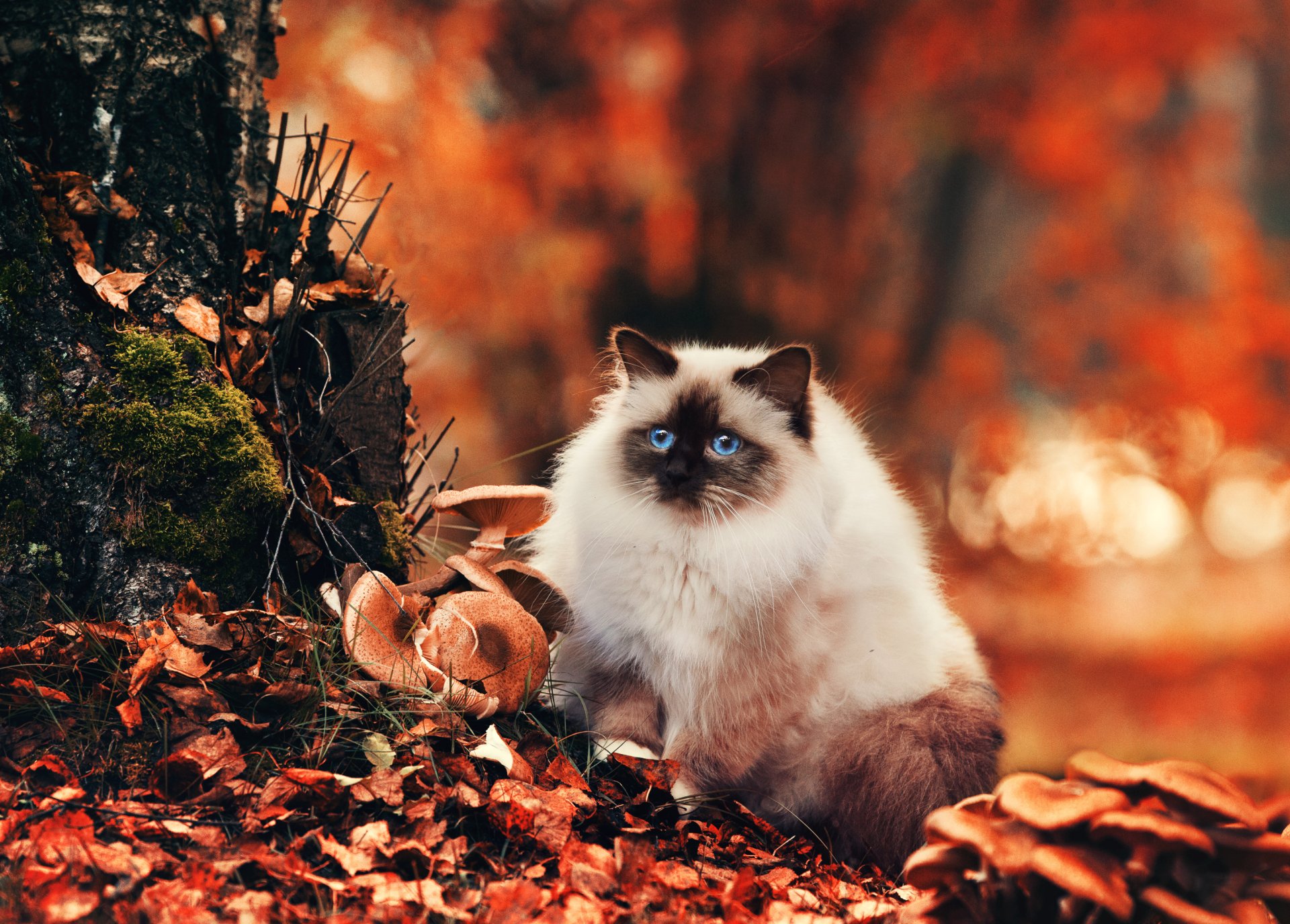 A fluffy cat with striking blue eyes sits among autumn leaves and mushrooms, with a warm bokeh background in this HD nature-themed PC desktop wallpaper.