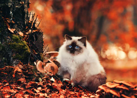 A fluffy cat with striking blue eyes sits among autumn leaves and mushrooms, with a warm bokeh background in this HD nature-themed PC desktop wallpaper.