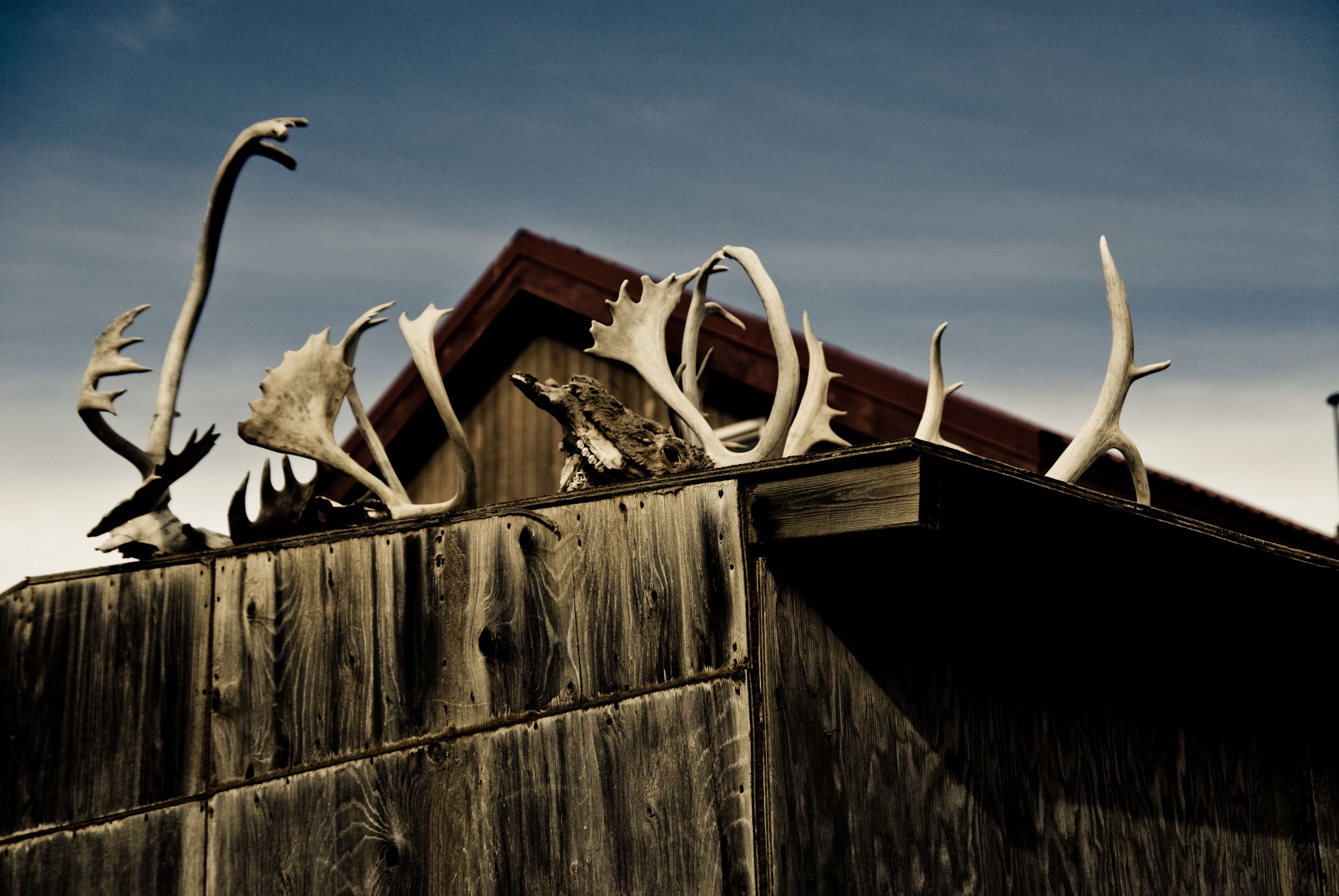 Photography Antler HD Wallpaper | Background Image