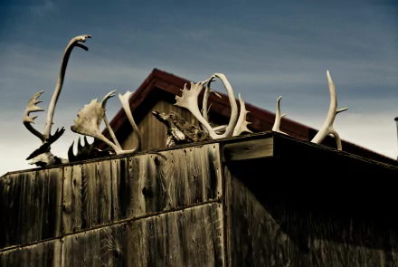 photography antler HD Desktop Wallpaper | Background Image