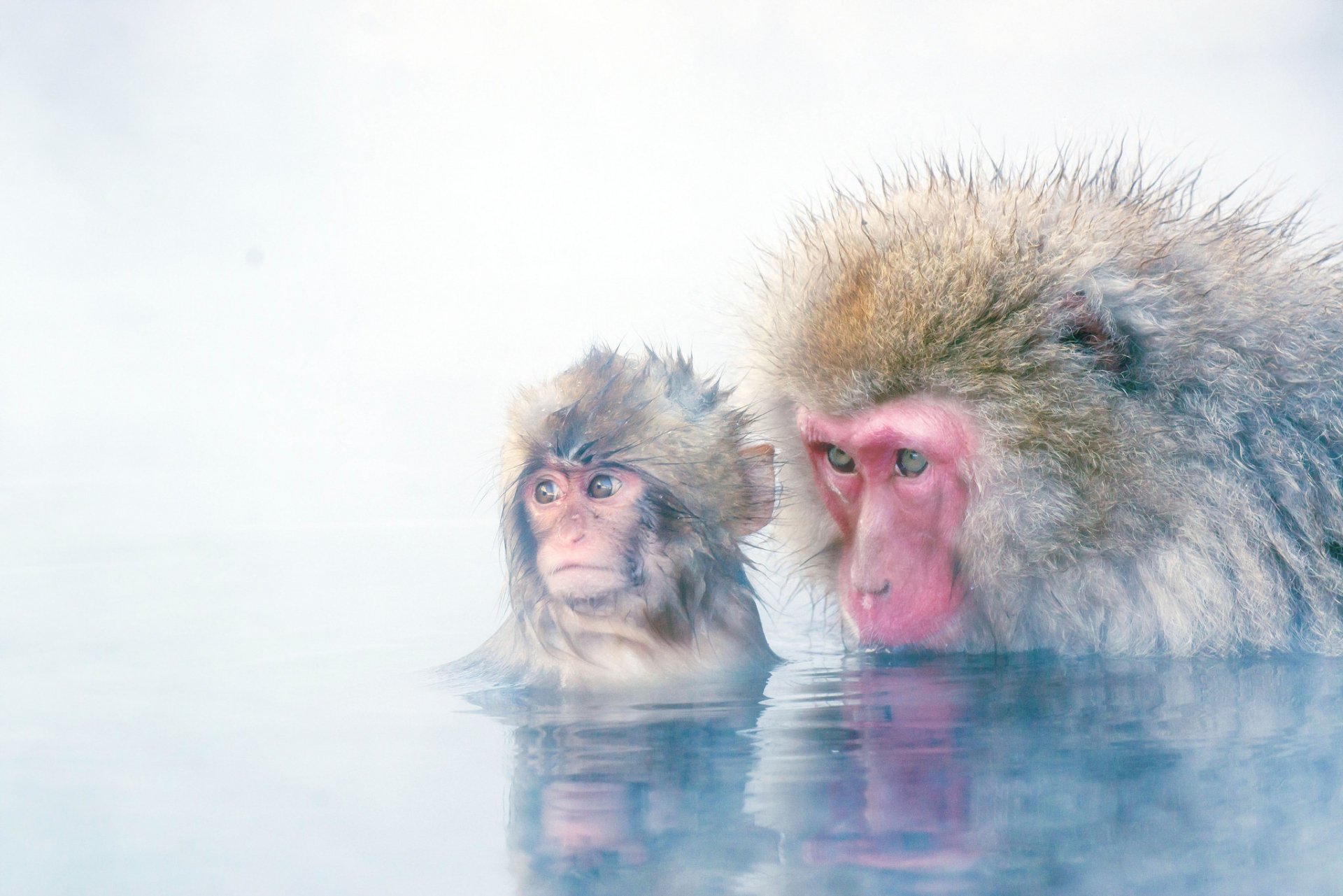 A baby Japanese macaque and an adult snow monkey relaxing in hot water, captured in HD for a PC desktop wallpaper background.