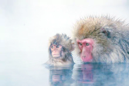 A baby Japanese macaque and an adult snow monkey relaxing in hot water, captured in HD for a PC desktop wallpaper background.