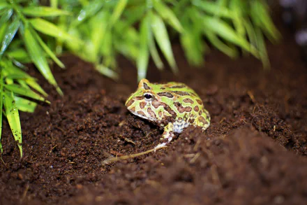 Animal pac-man frog HD Desktop Wallpaper | Background Image