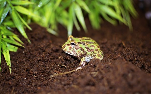 Animal Pac-Man Frog HD Wallpaper | Background Image