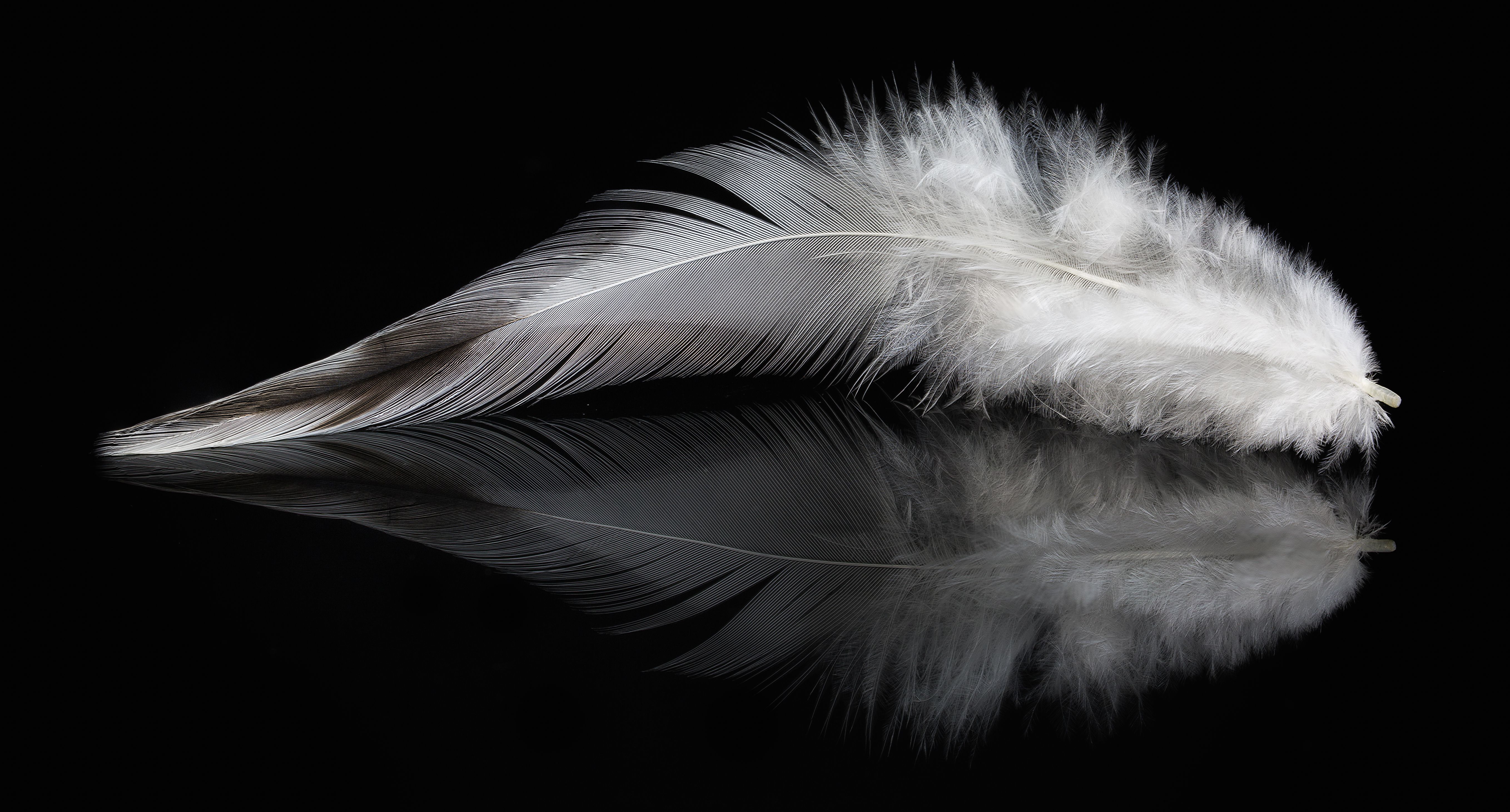 Photography Feather HD Wallpaper | Background Image