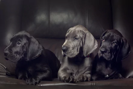 puppy dog Animal great dane HD Desktop Wallpaper | Background Image