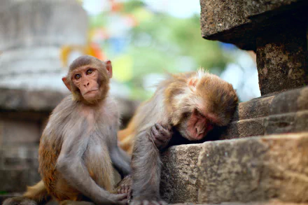 Two rhesus macaque monkeys rest against a stone structure in a natural, outdoor setting, captured in high-definition detail for a PC desktop wallpaper.