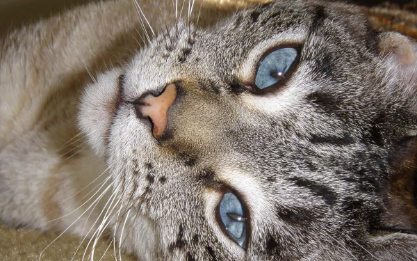 A close-up of a cat's face, featuring striking blue eyes and distinct stripes, serves as a captivating HD desktop wallpaper and background.