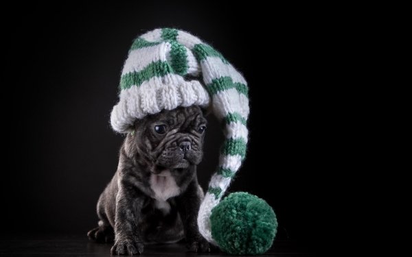 Animal French Bulldog Dogs Dog Puppy Hat HD Wallpaper | Background Image