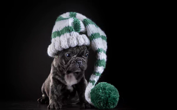 A playful French Bulldog wearing a whimsical striped hat sits beside a matching pom-pom, set against a sleek black background, making a charming HD desktop wallpaper.
