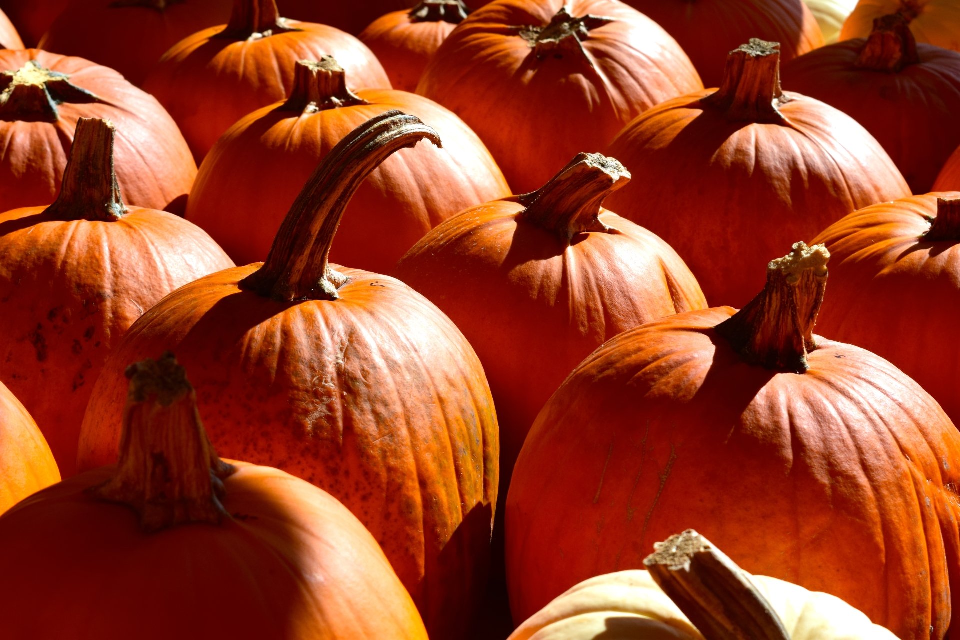 Pumpkin 4k Ultra HD Wallpaper