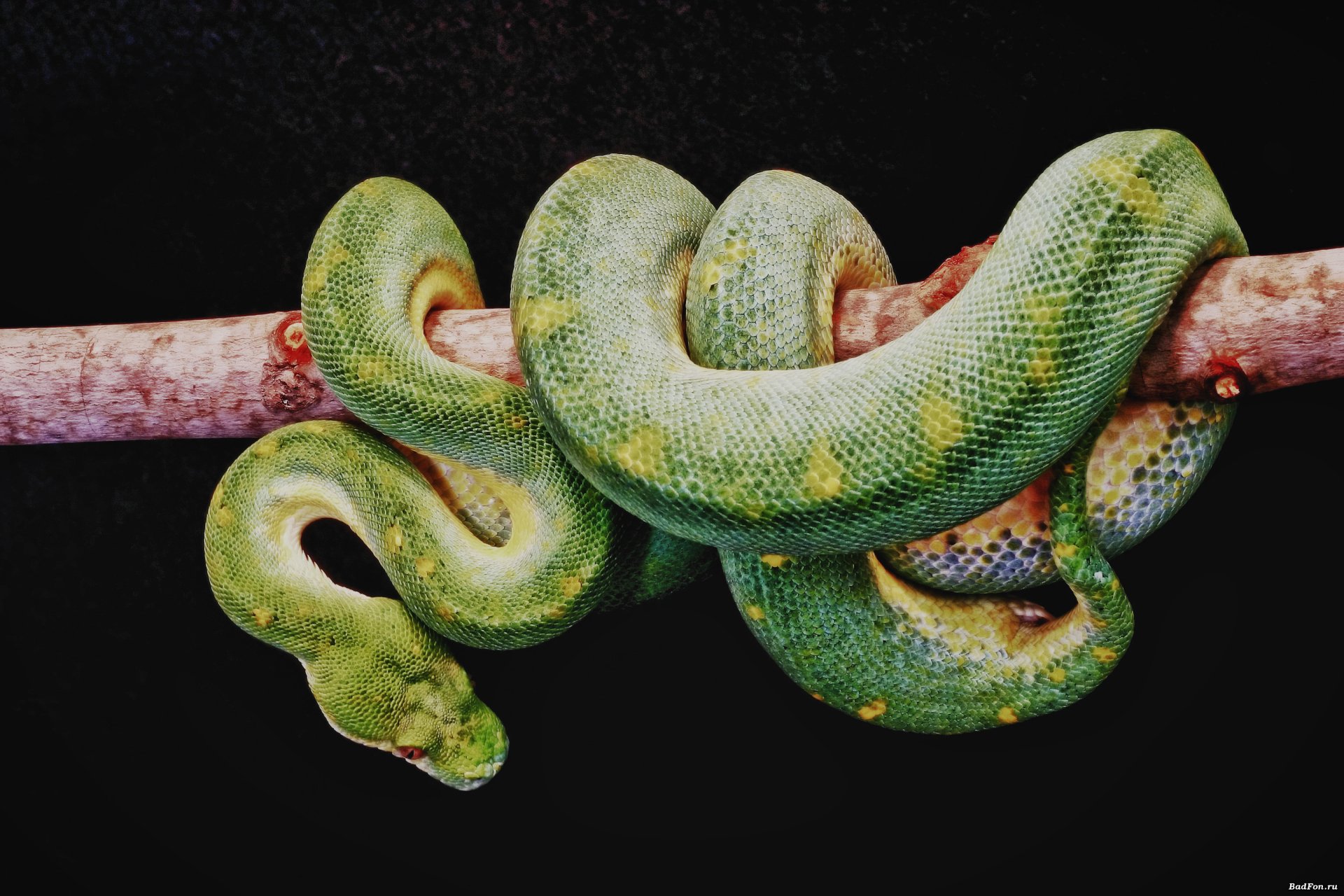 Vibrant Green Snake HD Wallpaper
