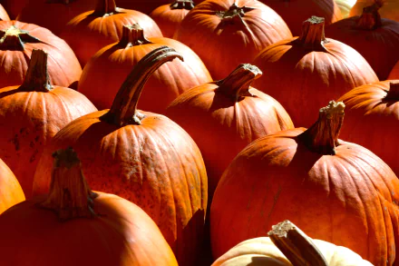 food pumpkin HD Desktop Wallpaper | Background Image