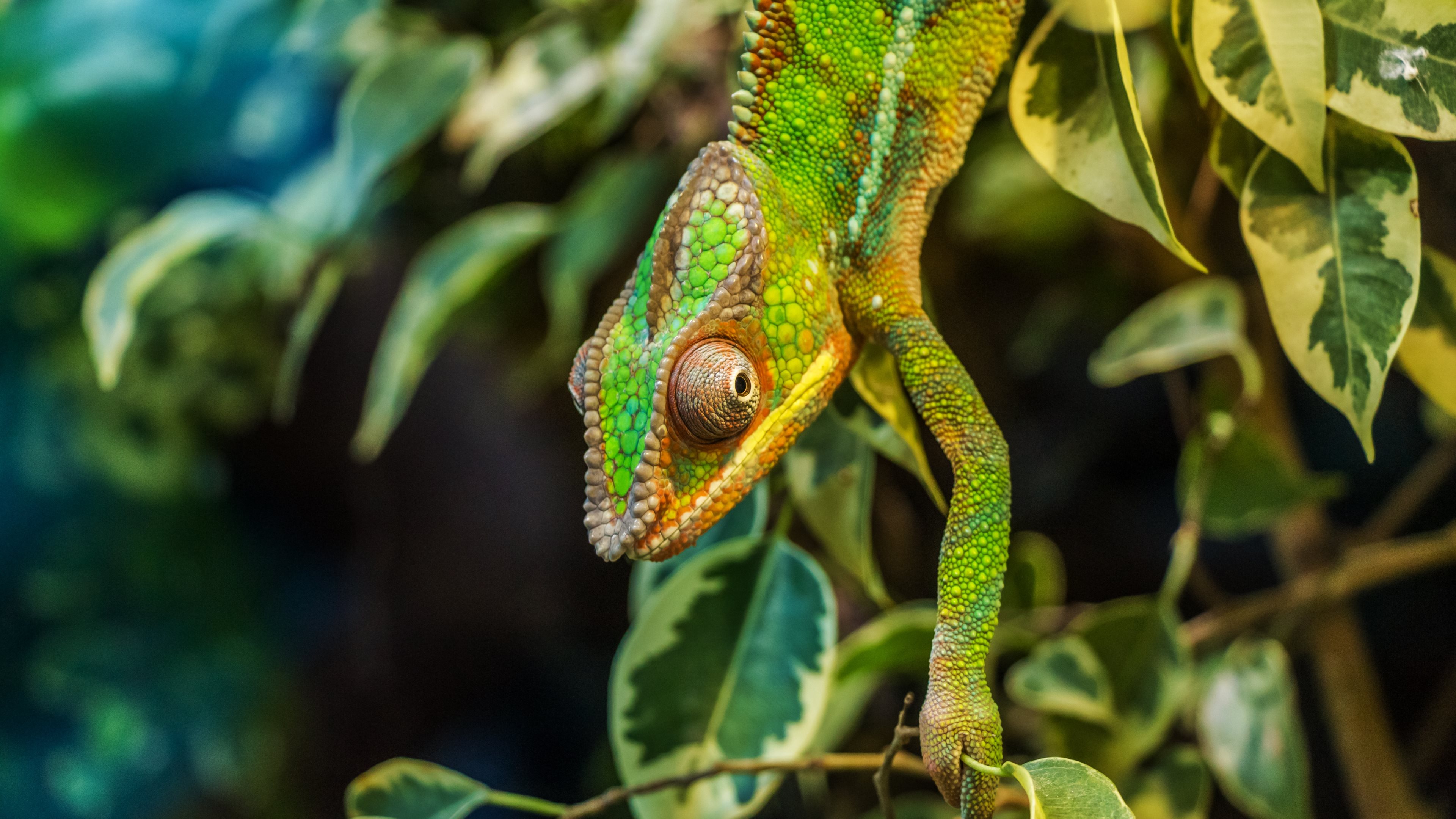 Chameleon (Chamaeleonidae) by Robert Balog