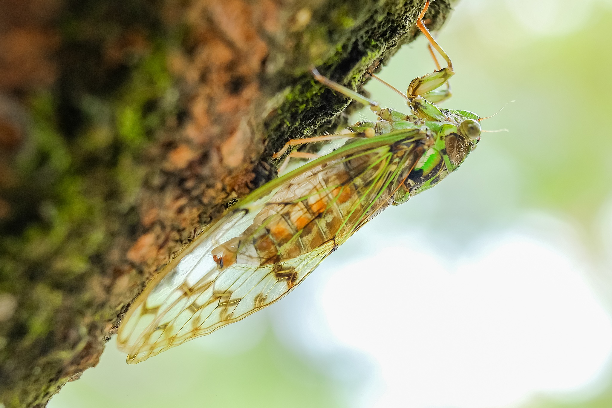 Animal Cicada HD Wallpaper | Background Image