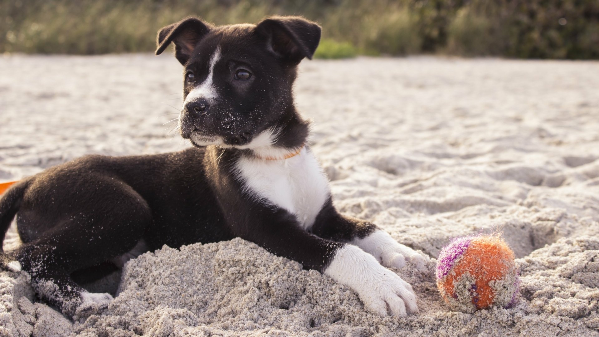 A playful puppy lies on sandy beach next to a colorful ball, captured in 4K Ultra HD as a vibrant PC desktop wallpaper.