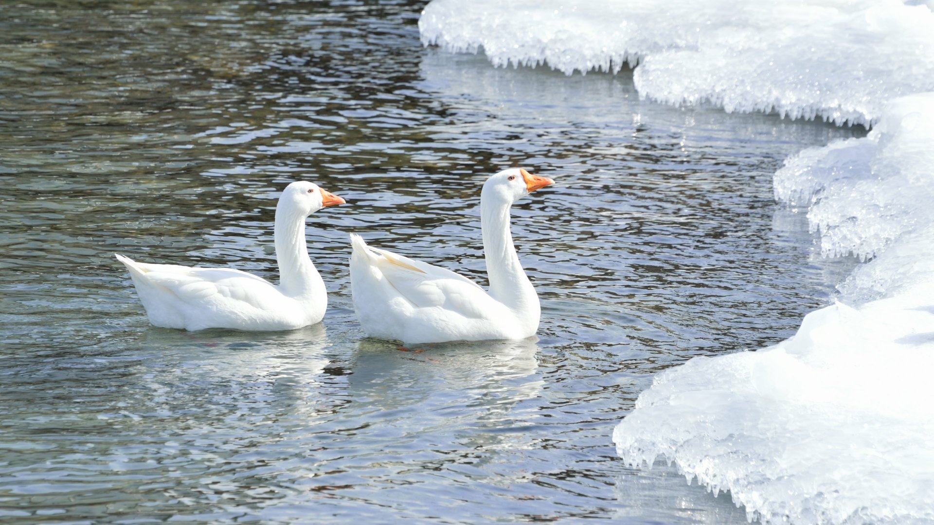 Three white snow geese glide through cold water beside icy banks on a frozen lake — 4K Ultra HD desktop wallpaper showcasing winter wildlife.