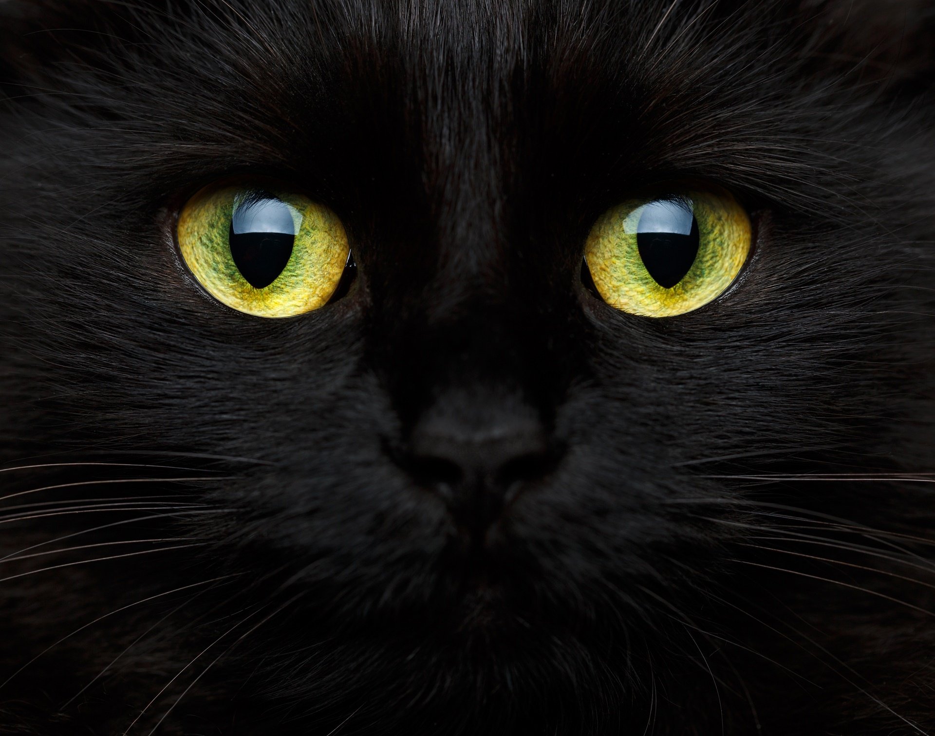 Close-up HD desktop wallpaper of a black cat’s face highlighting its vivid yellow-green eyes against sleek fur.