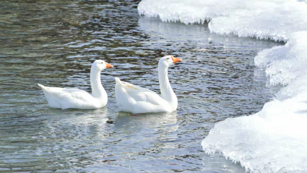 Three white snow geese glide through cold water beside icy banks on a frozen lake — 4K Ultra HD desktop wallpaper showcasing winter wildlife.
