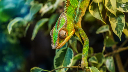 Close-up of a vibrant green chameleon with detailed eye and textured skin on leafy branches, captured in 4K Ultra HD as a stunning reptile desktop wallpaper.
