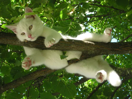 A cute cat playfully hanging on a tree branch, surrounded by lush green leaves. The HD wallpaper captures the funny and endearing moment.