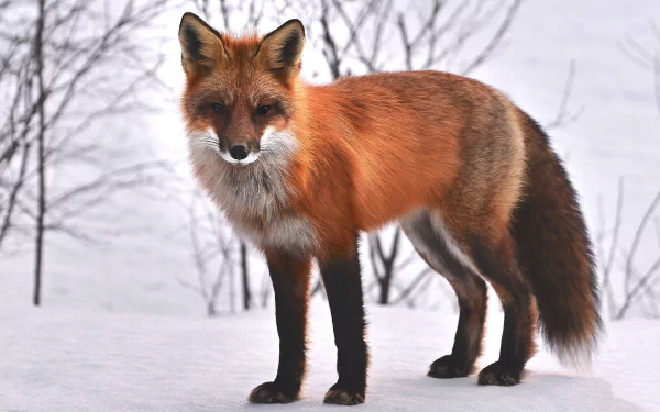 red fox Animal fox HD Desktop Wallpaper | Background Image