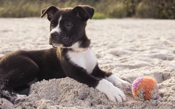A playful puppy lies on sandy beach next to a colorful ball, captured in 4K Ultra HD as a vibrant PC desktop wallpaper.