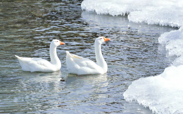Three white snow geese glide through cold water beside icy banks on a frozen lake — 4K Ultra HD desktop wallpaper showcasing winter wildlife.