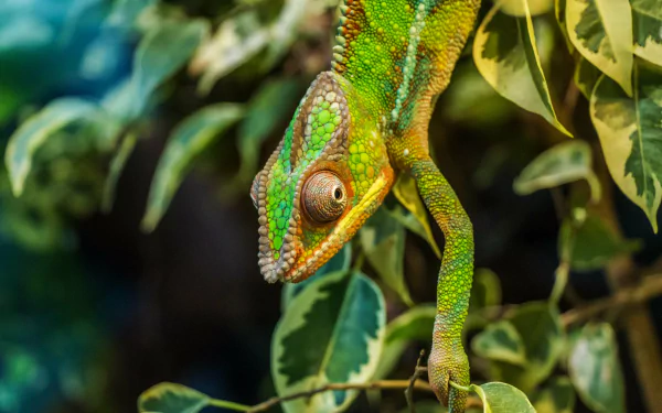 Close-up of a vibrant green chameleon with detailed eye and textured skin on leafy branches, captured in 4K Ultra HD as a stunning reptile desktop wallpaper.