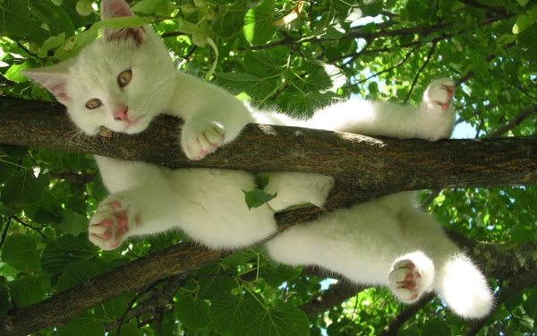 A cute cat playfully hanging on a tree branch, surrounded by lush green leaves. The HD wallpaper captures the funny and endearing moment.
