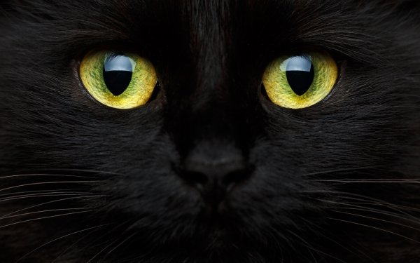 Animal Cat Cats Eye HD Wallpaper | Background Image