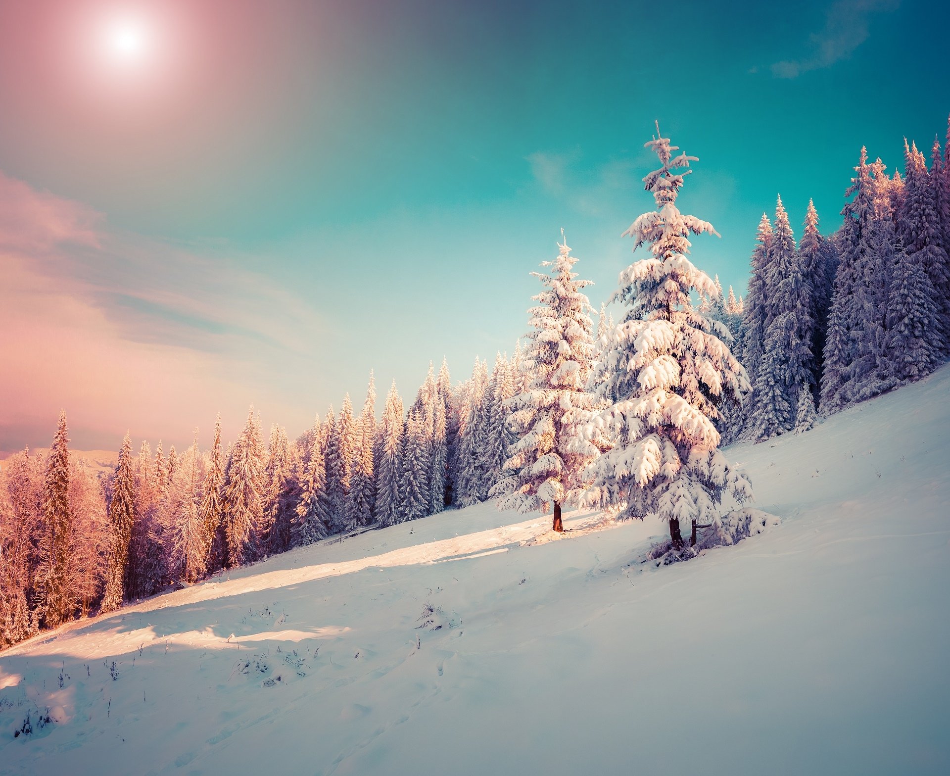 Download Sky Nature Snow Tree Forest Winter HD Wallpaper | 1920x1568 ...
