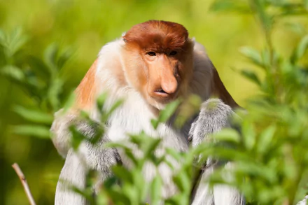 primate monkey Animal proboscis monkey HD Desktop Wallpaper | Background Image