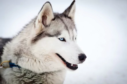 Close-up HD desktop wallpaper of a Siberian Husky with striking blue eyes against a snowy white background.