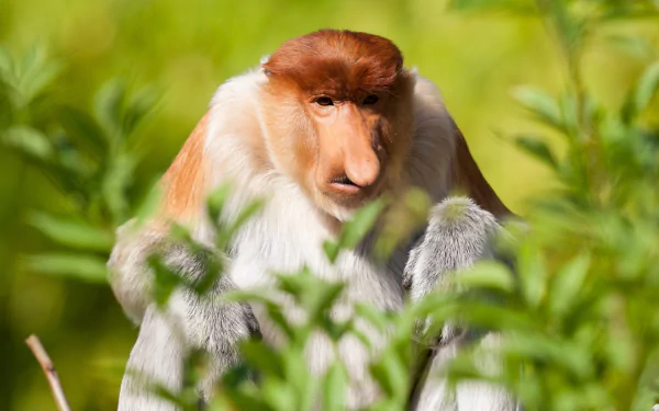 primate monkey Animal proboscis monkey HD Desktop Wallpaper | Background Image