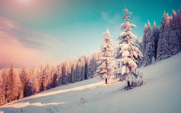 Earth Winter Forest Tree Snow Nature Sky HD Wallpaper | Background Image