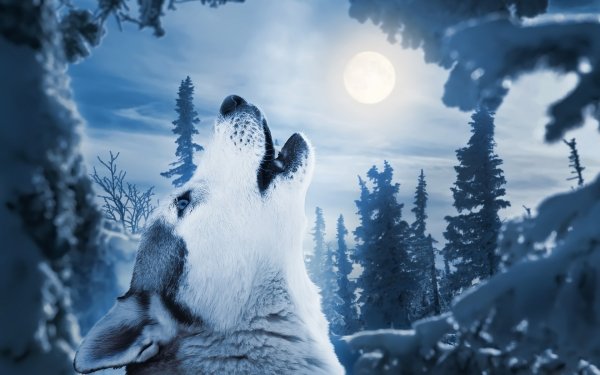 Animal Wolf Wolves Howling Blue HD Wallpaper | Background Image