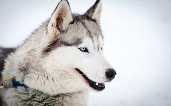 Close-up HD desktop wallpaper of a Siberian Husky with striking blue eyes against a snowy white background.