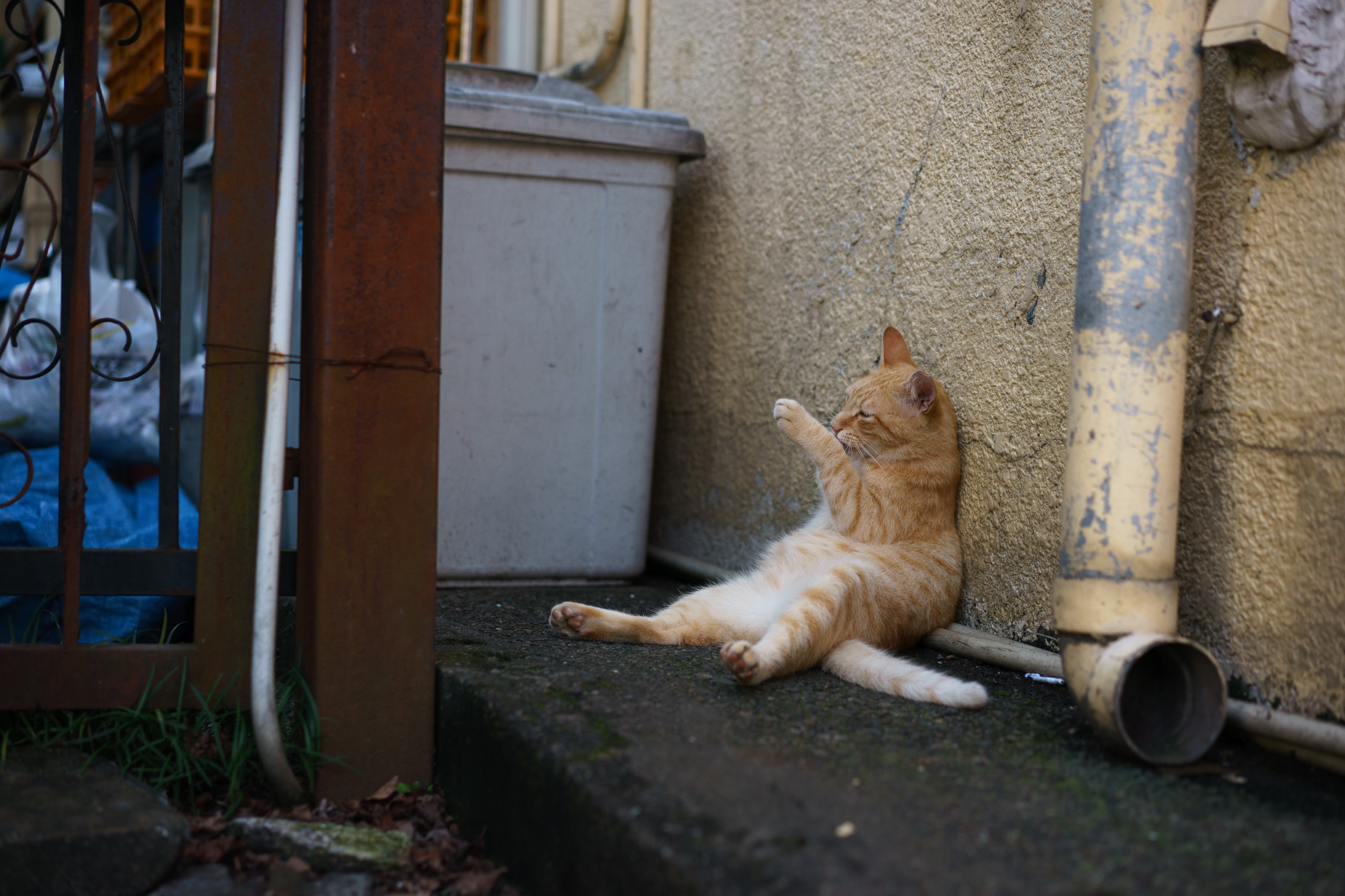 Animal Cat HD Wallpaper | Background Image
