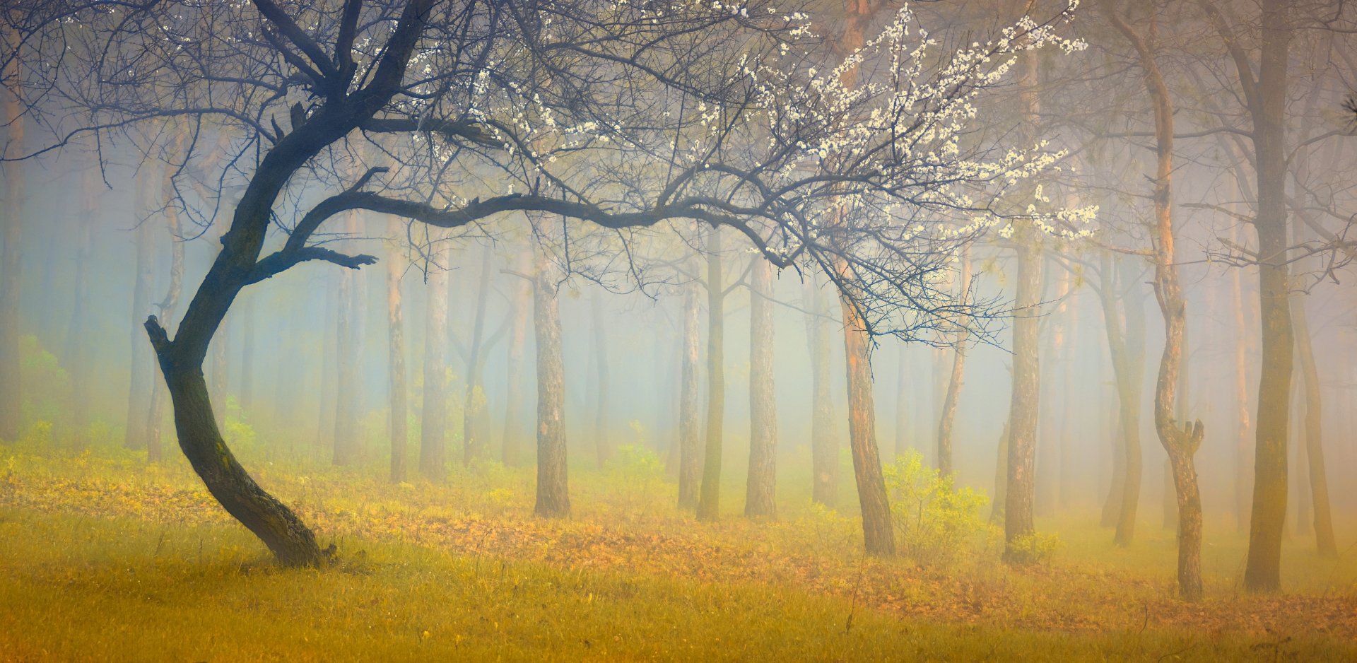 A serene forest scene enveloped in fog, featuring slender trees with delicate blossoms, creating a tranquil and enchanting atmosphere in nature. HD wallpaper for a calming backdrop.