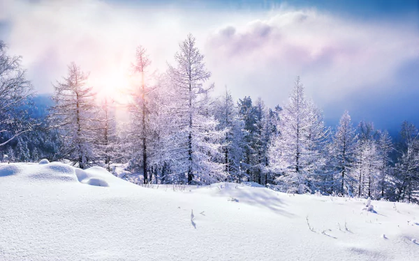 nature winter HD Desktop Wallpaper | Background Image