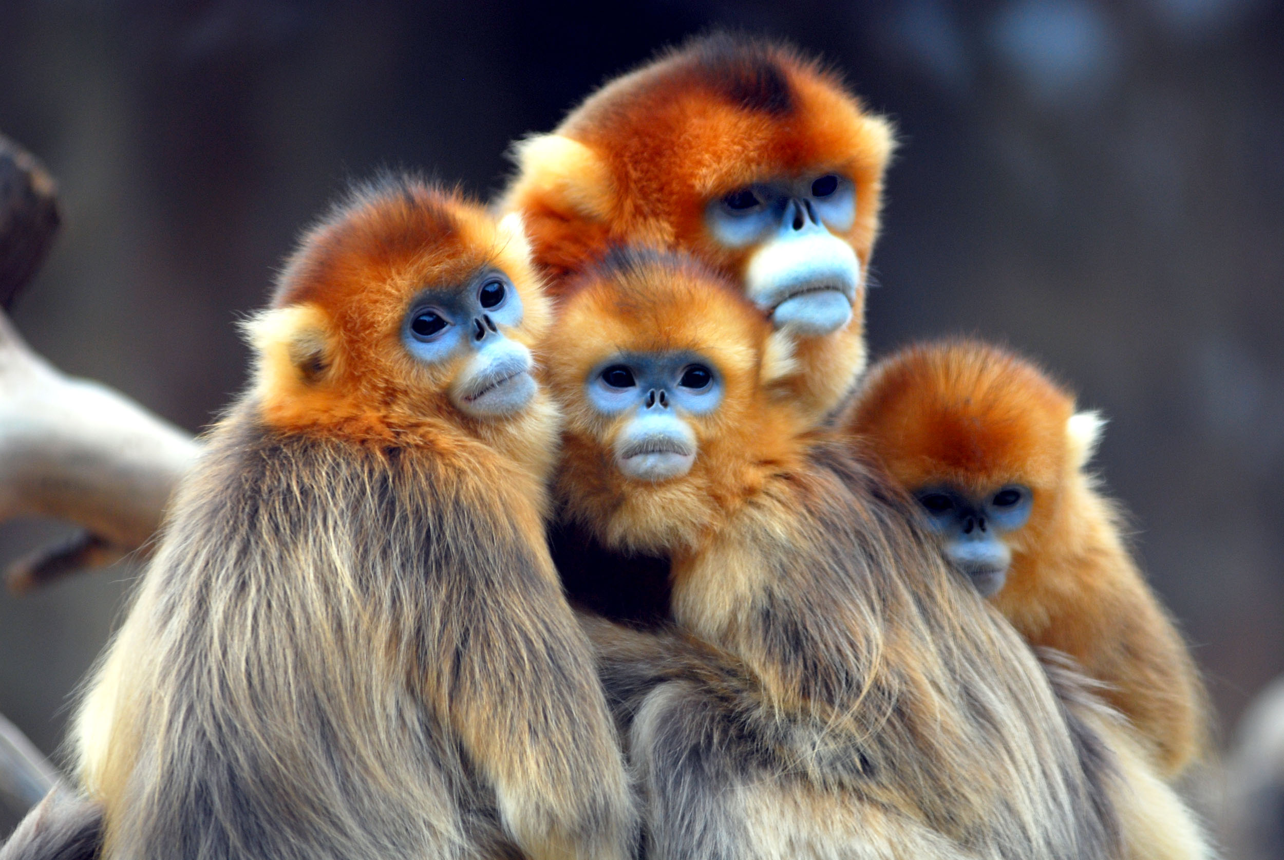 Golden Snub Nosed Monkey HD Wallpaper
