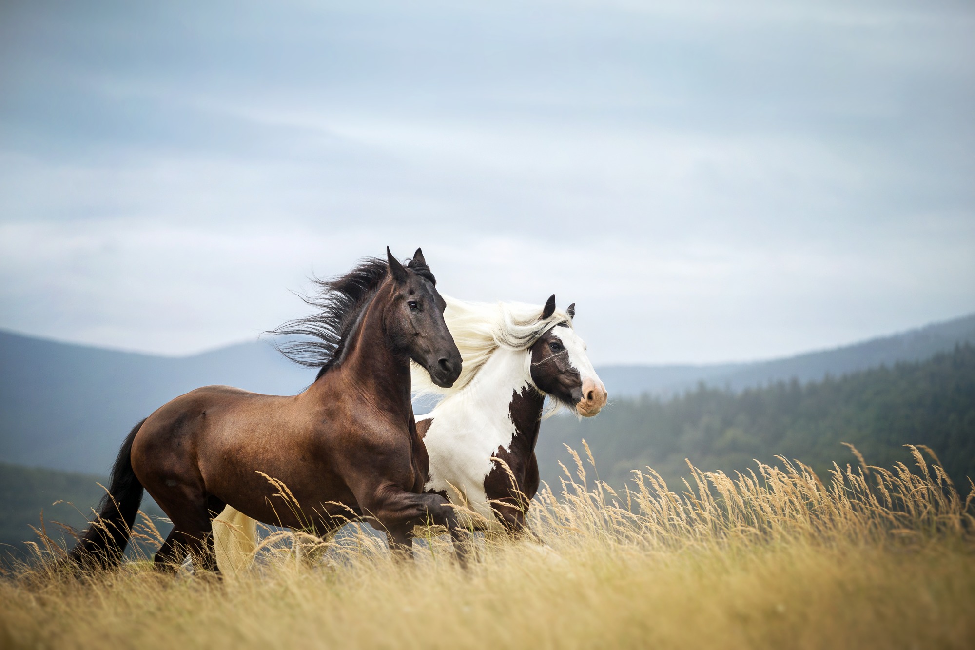 Horse HD Wallpaper | Background Image | 2000x1333 | ID:670442