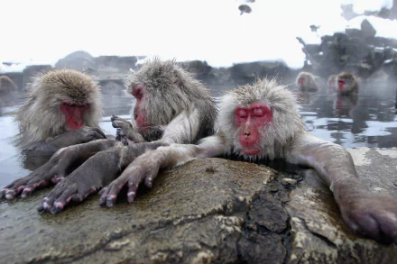 Animal Japanese macaque snow monkey HD Desktop Wallpaper | Background Image